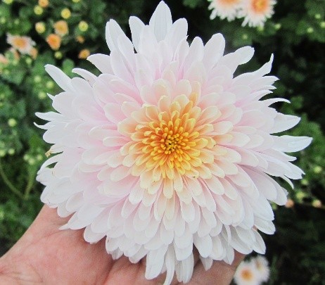 Korean chrysanthemums: perennial, winter-hardy + photo