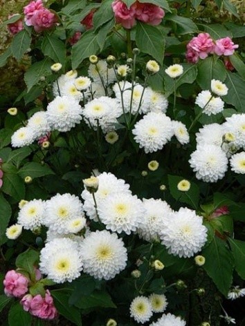 Korean chrysanthemums: perennial, winter-hardy + photo