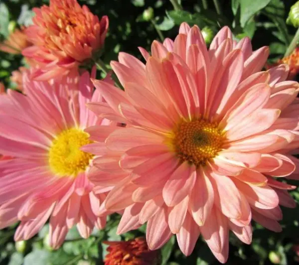 Korean chrysanthemums: perennial, winter-hardy + photo