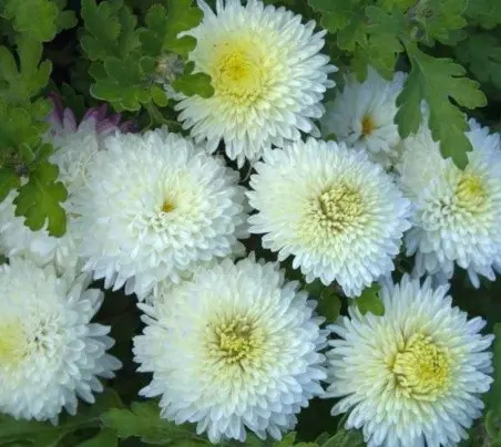 Korean chrysanthemums: perennial, winter-hardy + photo