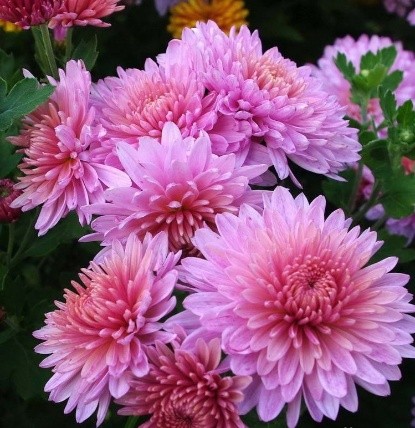 Korean chrysanthemums: perennial, winter-hardy + photo