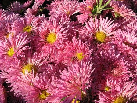 Korean chrysanthemums: perennial, winter-hardy + photo