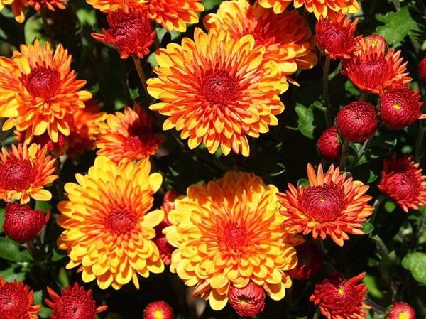 Korean chrysanthemums: perennial, winter-hardy + photo