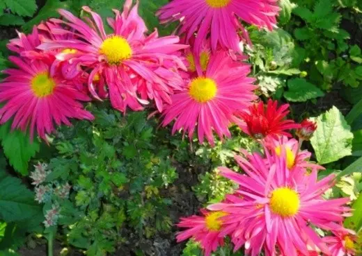 Korean chrysanthemums: perennial, winter-hardy + photo