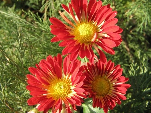 Korean chrysanthemums: perennial, winter-hardy + photo