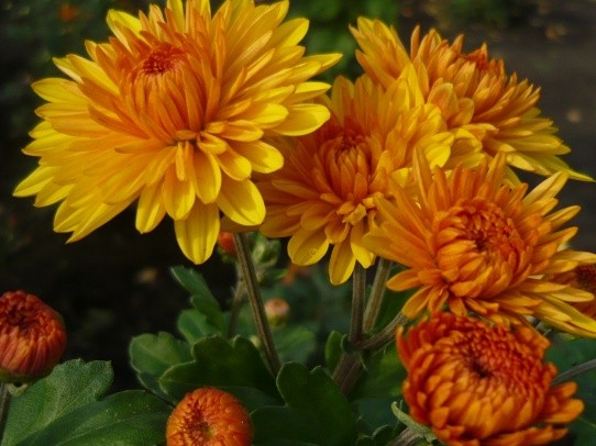 Korean chrysanthemums: perennial, winter-hardy + photo