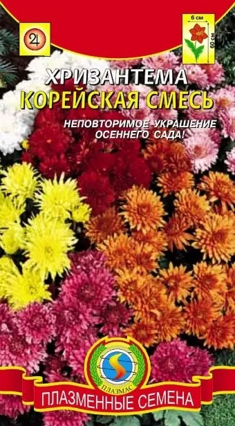 Korean chrysanthemums: perennial, winter-hardy + photo