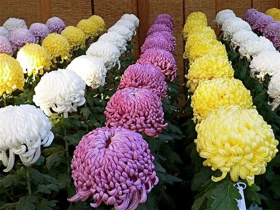 Korean chrysanthemums: perennial, winter-hardy + photo