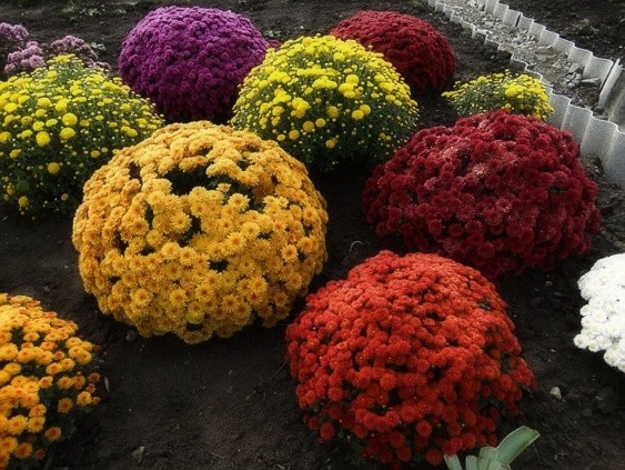 Korean chrysanthemums: perennial, winter-hardy + photo