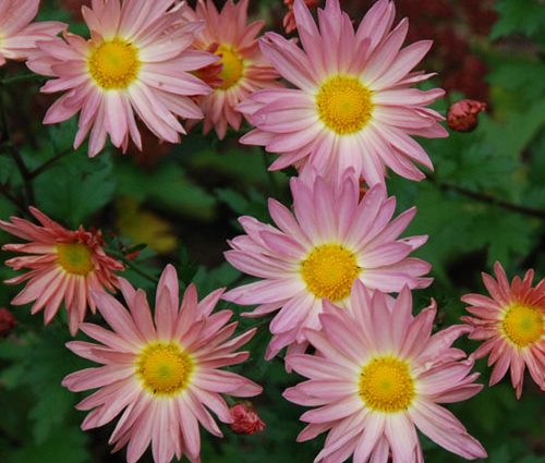 Korean chrysanthemums: perennial, winter-hardy + photo