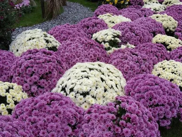 Korean chrysanthemums: perennial, winter-hardy + photo