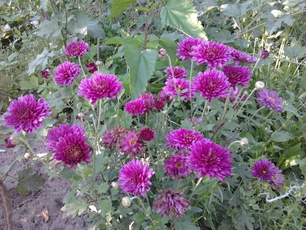 Korean chrysanthemums: perennial, winter-hardy + photo