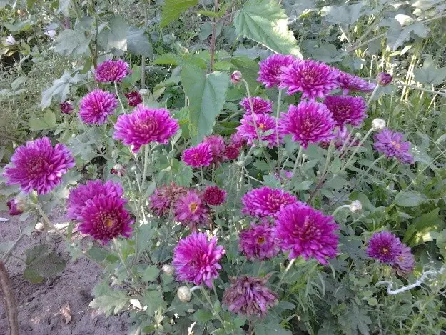 Korean chrysanthemums: perennial, winter-hardy + photo