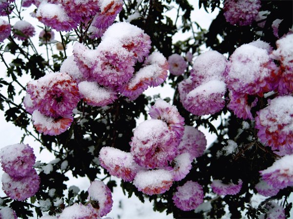 Korean chrysanthemums: perennial, winter-hardy + photo