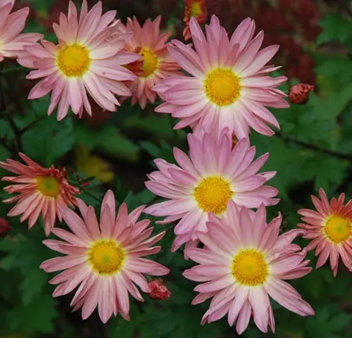 Korean chrysanthemums: perennial, winter-hardy + photo