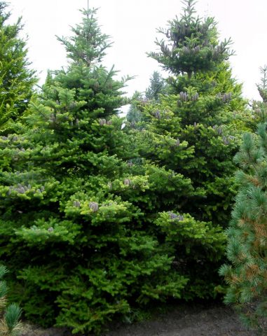 Korean fir: photo and description