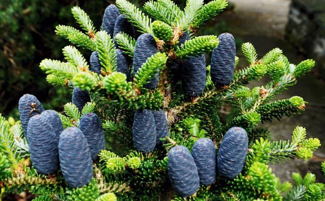 Korean fir: photo and description