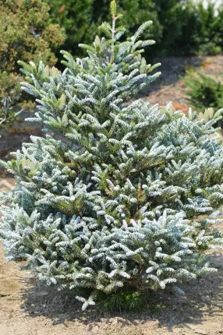 Korean fir: photo and description