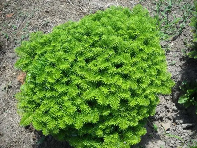 Korean fir: photo and description