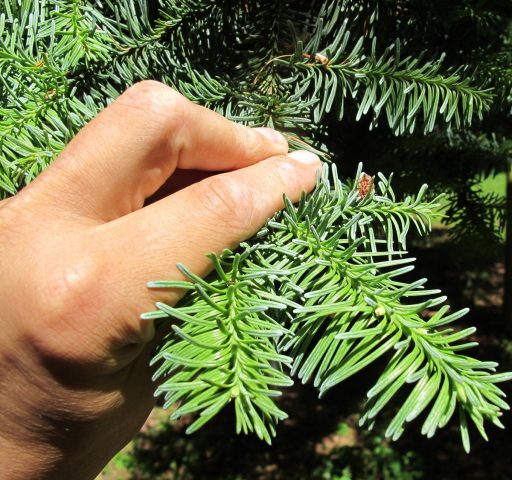 Korean fir: photo and description