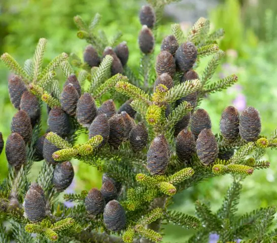 Korean fir: photo and description