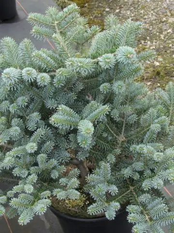 Korean fir: photo and description