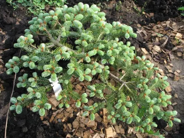 Korean fir: photo and description