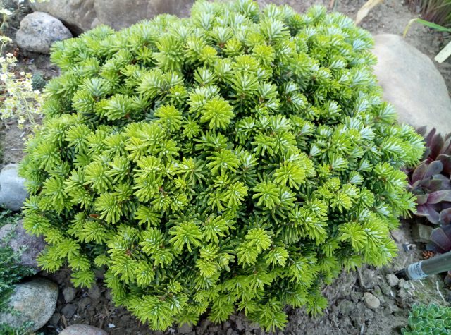 Korean fir: photo and description