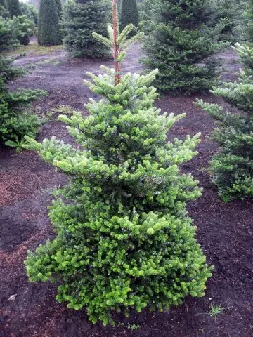 Korean fir: photo and description