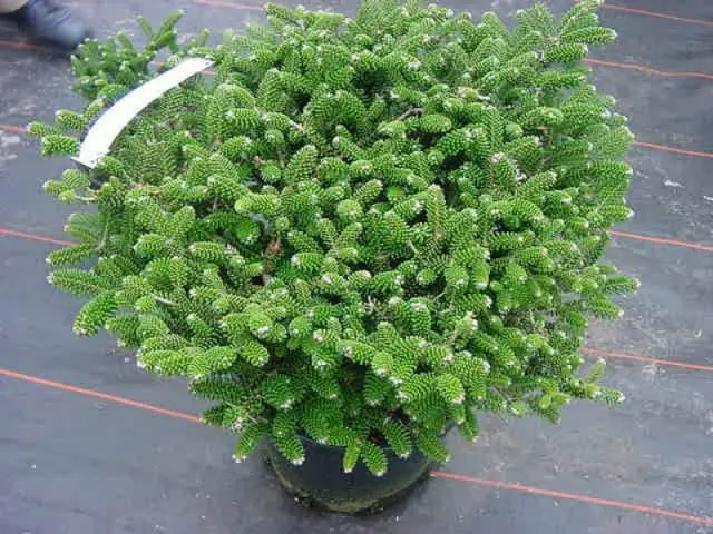 Korean fir: photo and description