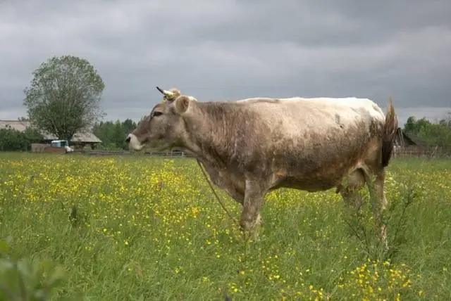 Kostroma breed of cows: content features