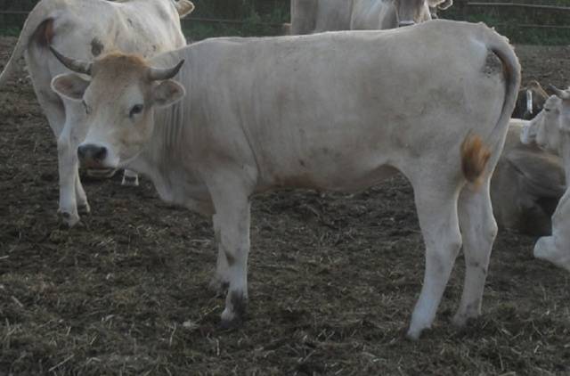 Kostroma breed of cows: content features