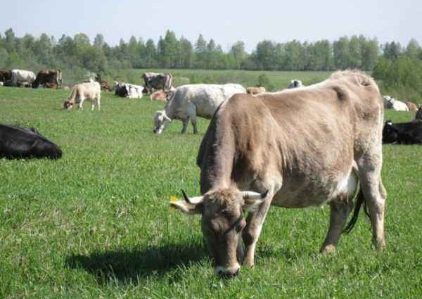 Kostroma breed of cows: content features