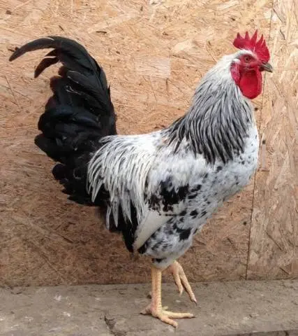 Kotlyarevsky chickens: characteristics, breeding