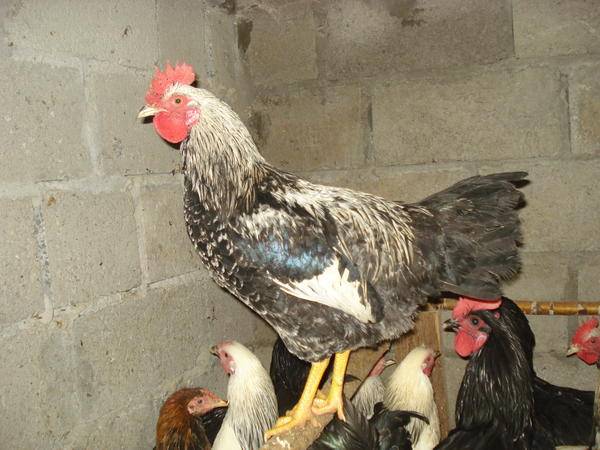 Kotlyarevsky chickens: characteristics, breeding