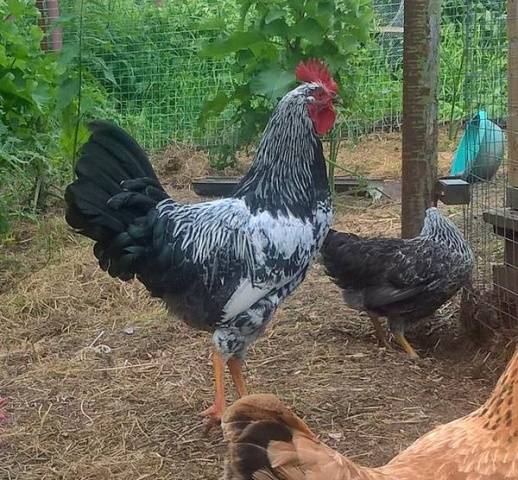 Kotlyarevsky chickens: characteristics, breeding