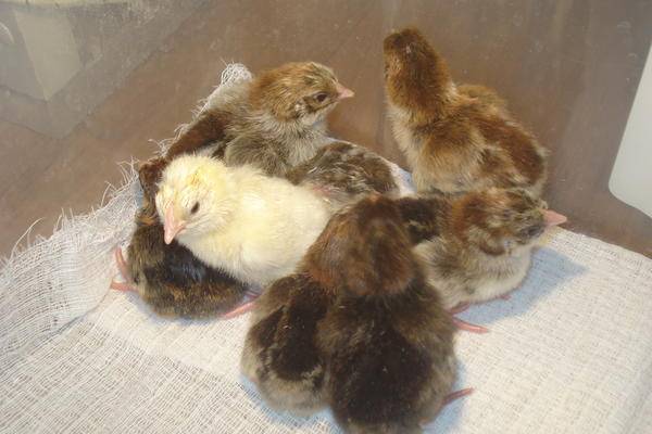 Kotlyarevsky chickens: characteristics, breeding