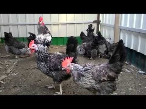 Kotlyarevsky chickens: characteristics, breeding