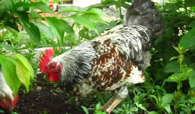 Kotlyarevsky chickens: characteristics, breeding