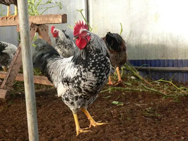 Kotlyarevsky chickens: characteristics, breeding