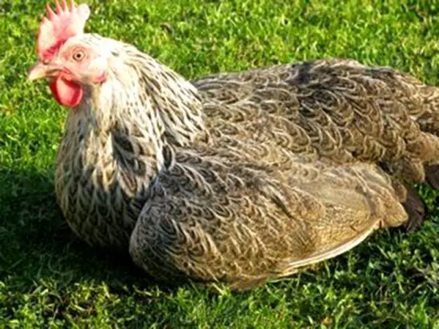 Kotlyarevsky chickens: characteristics, breeding