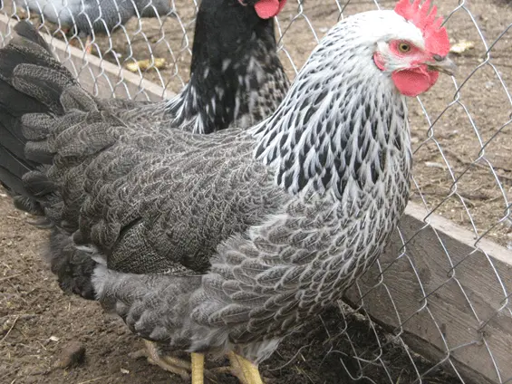 Kotlyarevsky chickens: characteristics, breeding