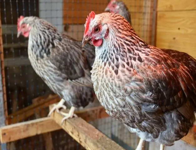 Kotlyarevsky chickens: characteristics, breeding