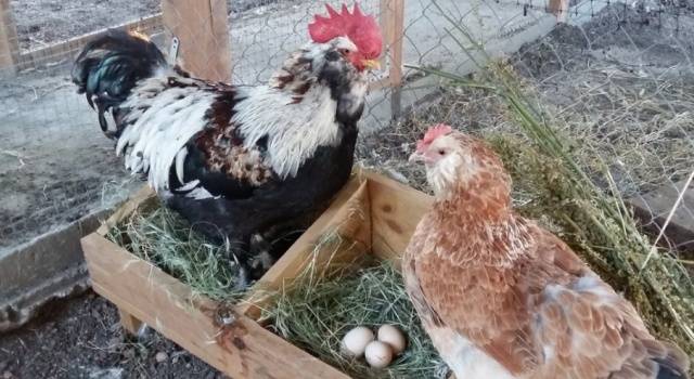 Kotlyarevsky chickens: characteristics, breeding