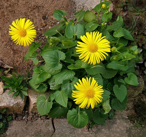 Kozulnik flower (Doronicum): growing from seeds, when to plant, photo