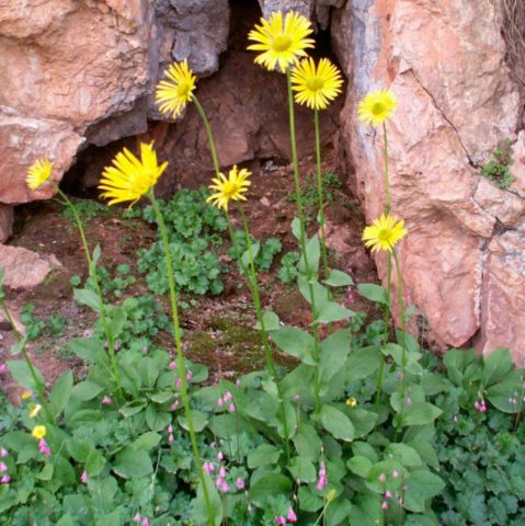 Kozulnik flower (Doronicum): growing from seeds, when to plant, photo