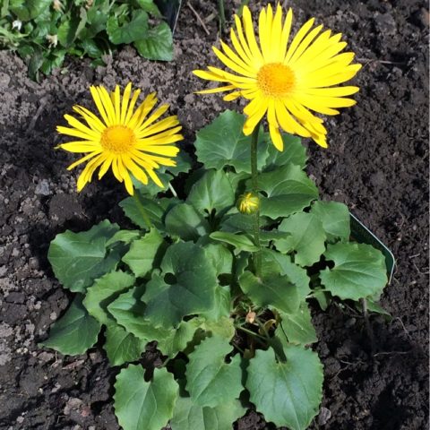 Kozulnik flower (Doronicum): growing from seeds, when to plant, photo