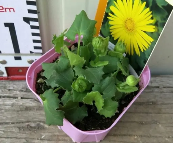 Kozulnik flower (Doronicum): growing from seeds, when to plant, photo