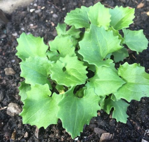 Kozulnik flower (Doronicum): growing from seeds, when to plant, photo