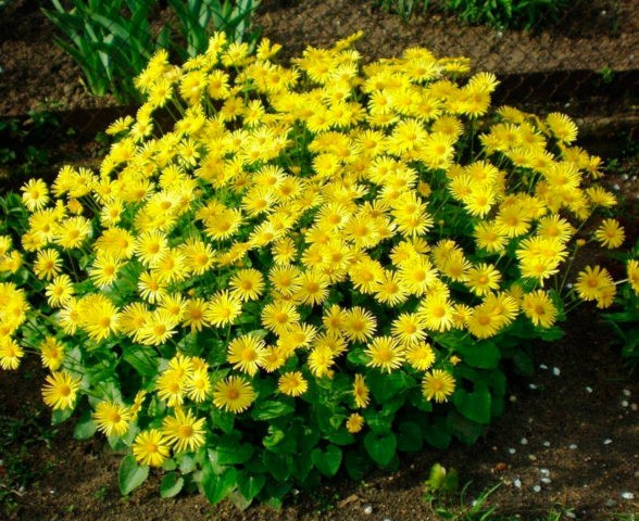 Kozulnik flower (Doronicum): growing from seeds, when to plant, photo